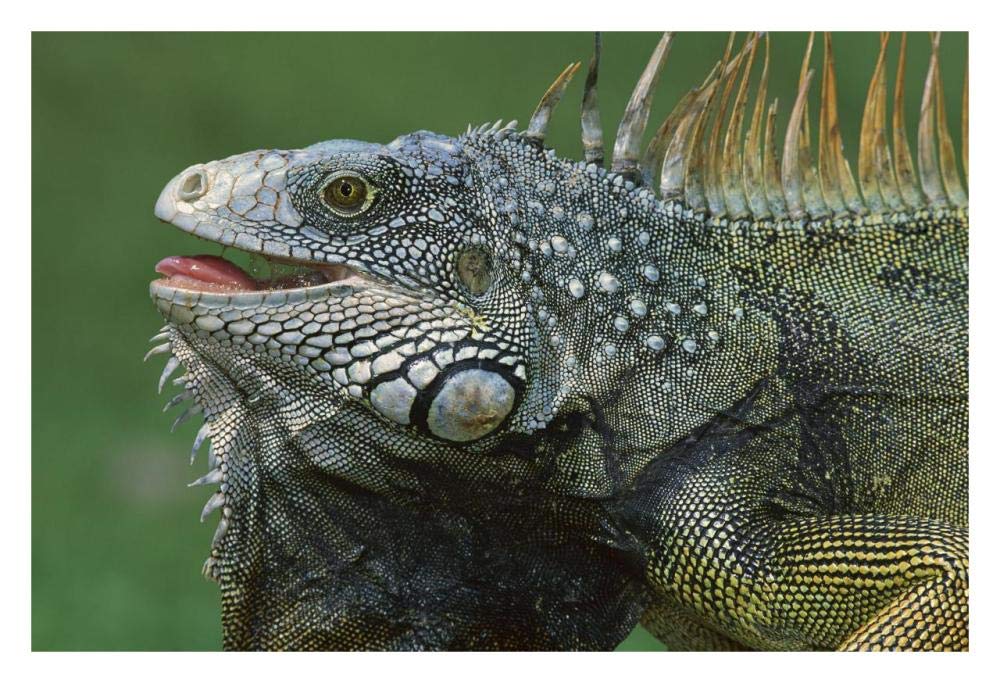 Green Iguana male displaying by extending dewlap and calling, Barro Colorado Island, Panama-Paper Art-32x22”
