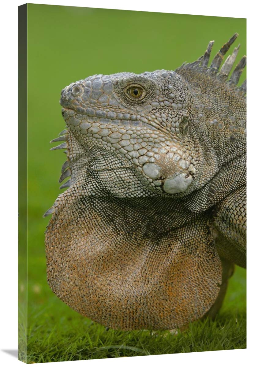 Green Iguana flaring dewlap in threat display, Seminario Park, Guayaquil, Ecuador-Canvas Art-24x36”