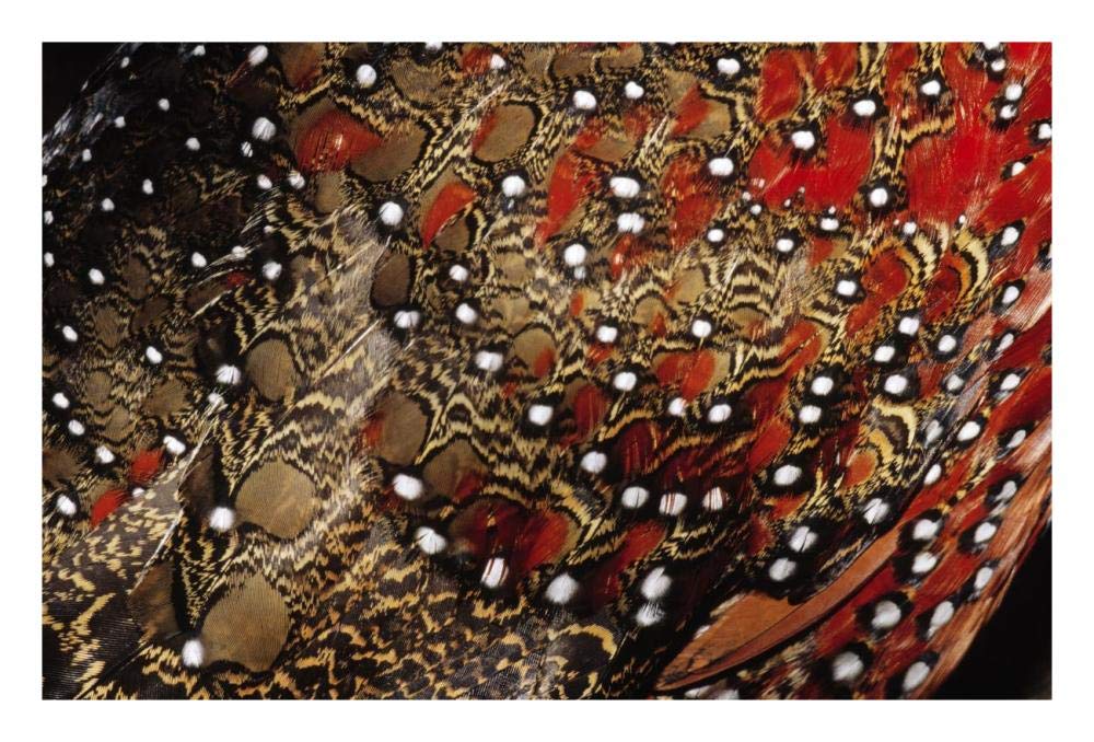 Ring-necked Pheasant detail of back feathers from a male, Europe-Paper Art-26x18”