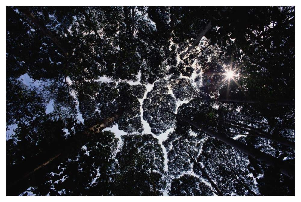 Crown shyness, Selangor, Peninsular Malaysia-Paper Art-50x34”