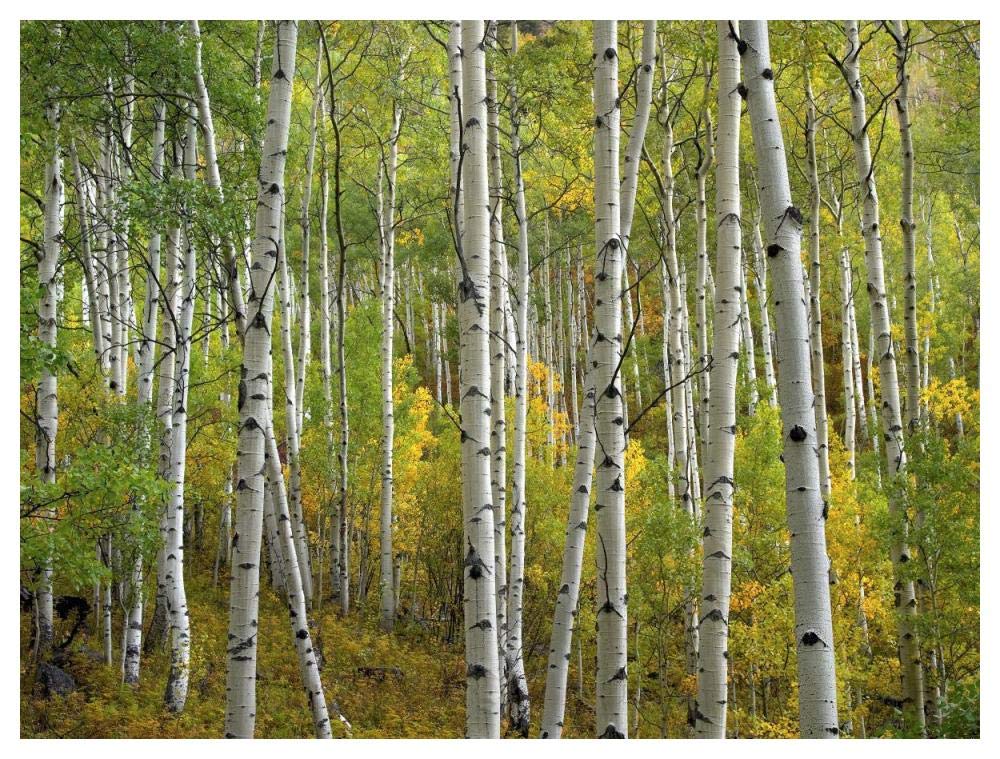 Aspen trees in fall, Colorado-Paper Art-50x38”
