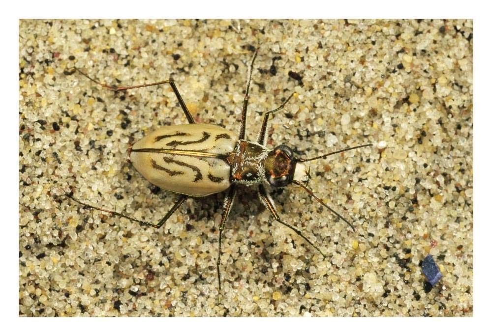 Northern Beach Tiger Beetle, Marthas Vineyard, Massachusetts-Paper Art-26x18”