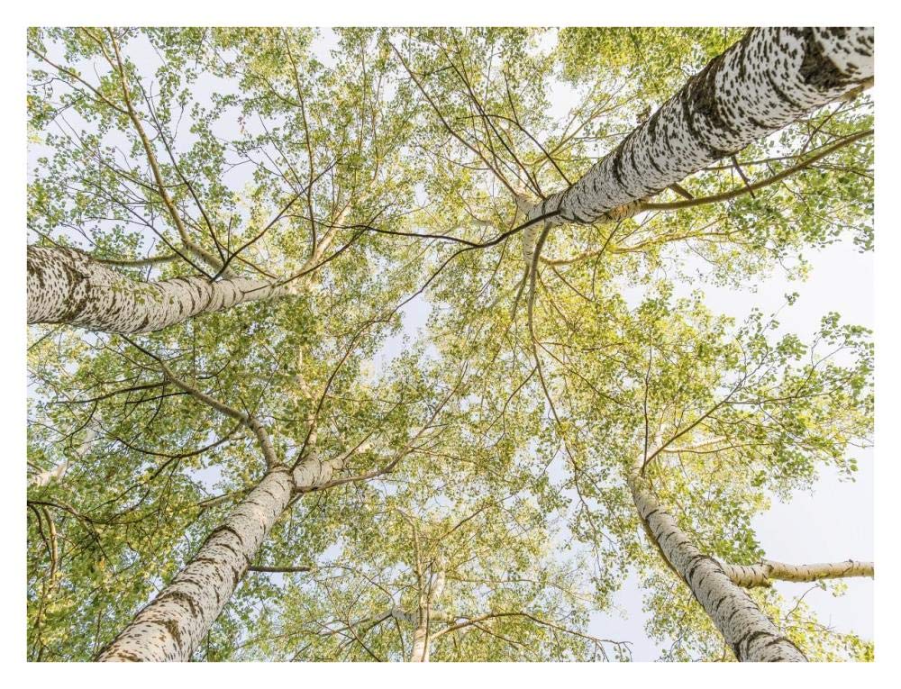 Birch woods in spring-Paper Art-34x26”