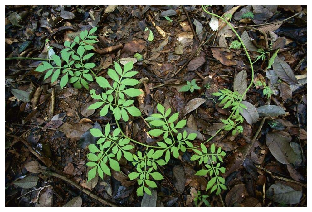 Serjania runner puts out compound leaves alternately to avoid overlap, Barro Colorado Island, Panama-Paper Art-62x42”