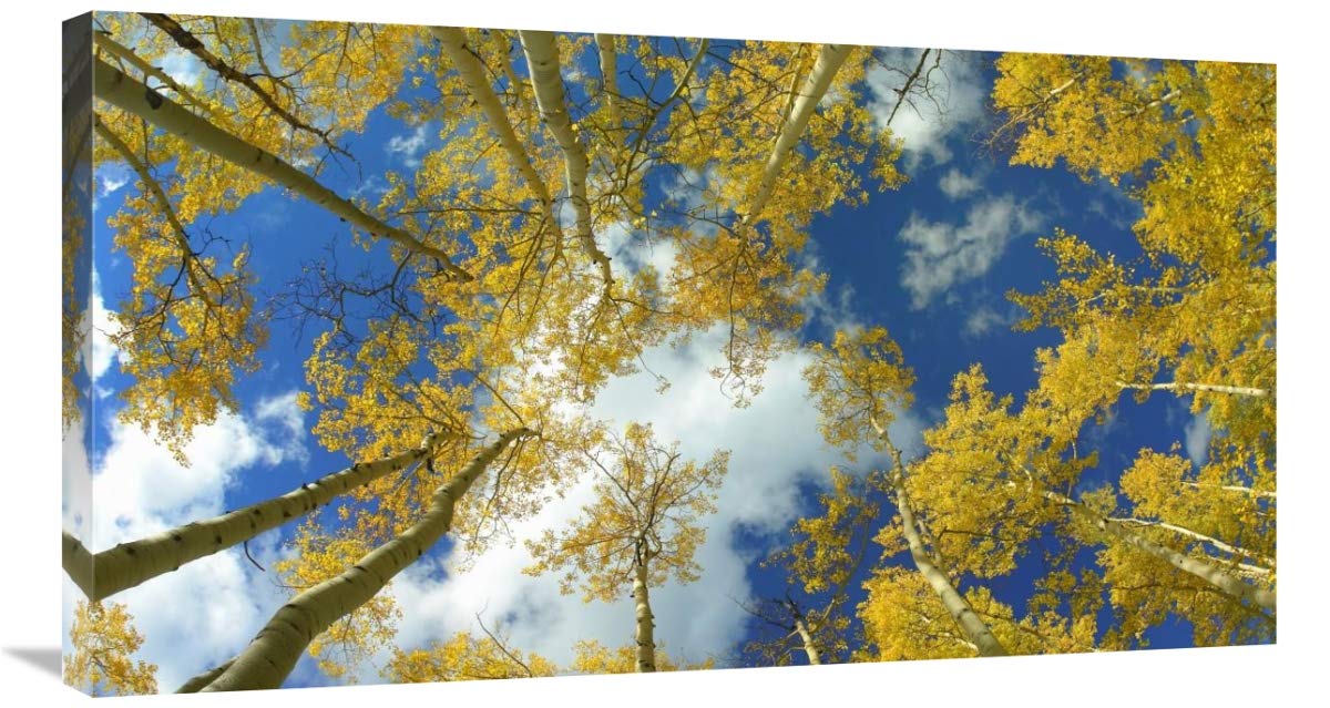 Looking up at blue sky through a canopy of fall colored Aspen trees, Colorado - Custom Crop-Canvas Art-36x20.16”
