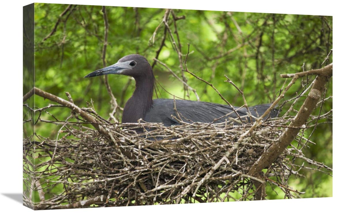 Little Blue Heron on nest, Rio Grande Valley, Texas-Canvas Art-24x16”