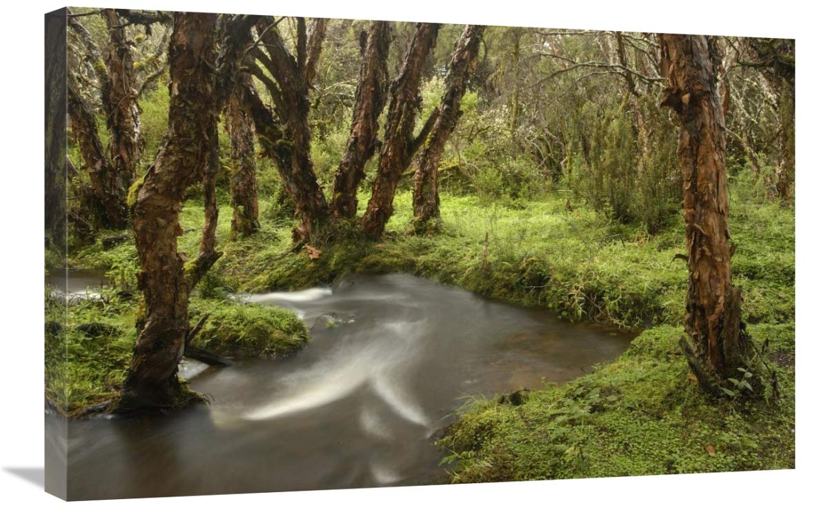 Polylepis forest and stream, El Angel Reserve, Andes Mountains,  Ecuador-Canvas Art-30x20”