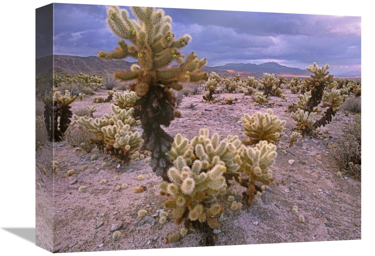 Teddy Bear Cholla cacti, Joshua Tree National Park, California-Canvas Art-16x12”