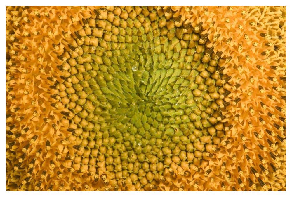 Common Sunflower close up showing anthers covered with pollen, Bourgogne, France-Paper Art-50x34”