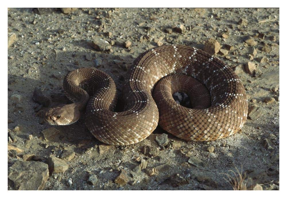 Red Rattlesnake, Baja California, Mexico-Paper Art-38x26”