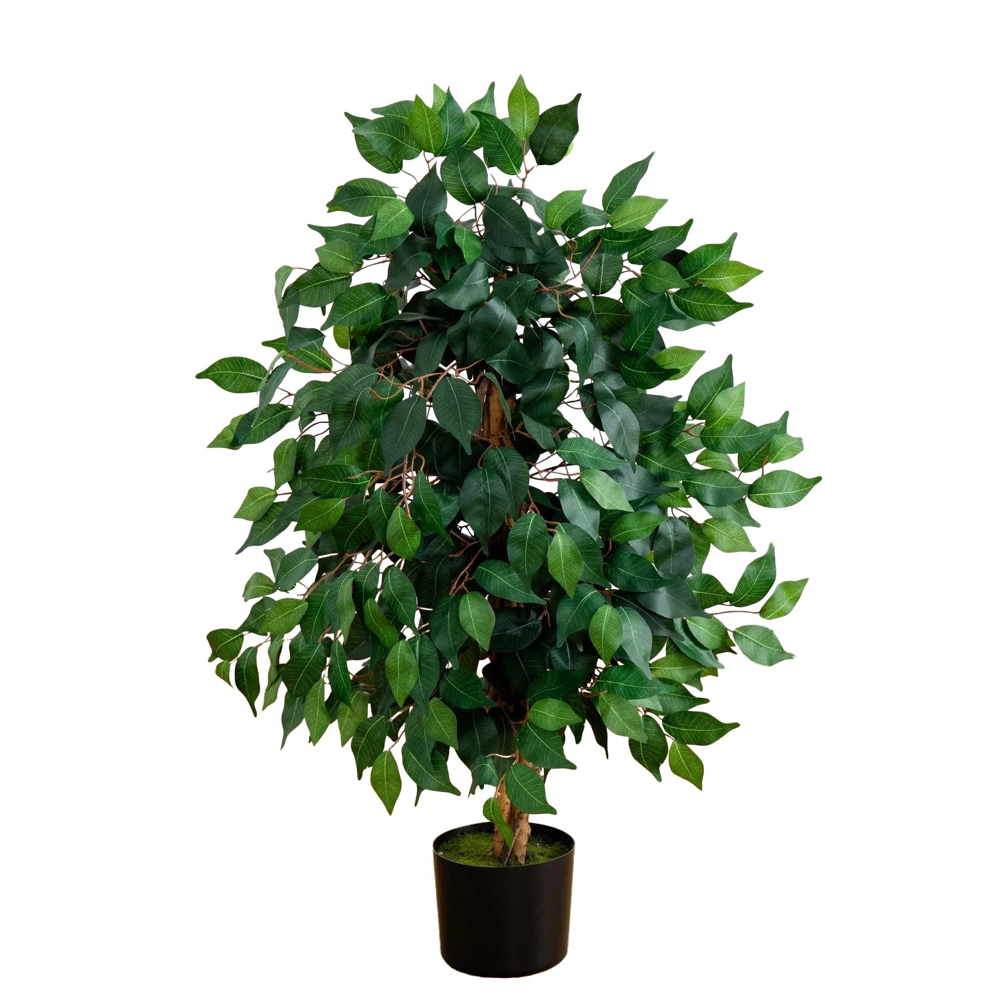3 Ficus Silk Tree
