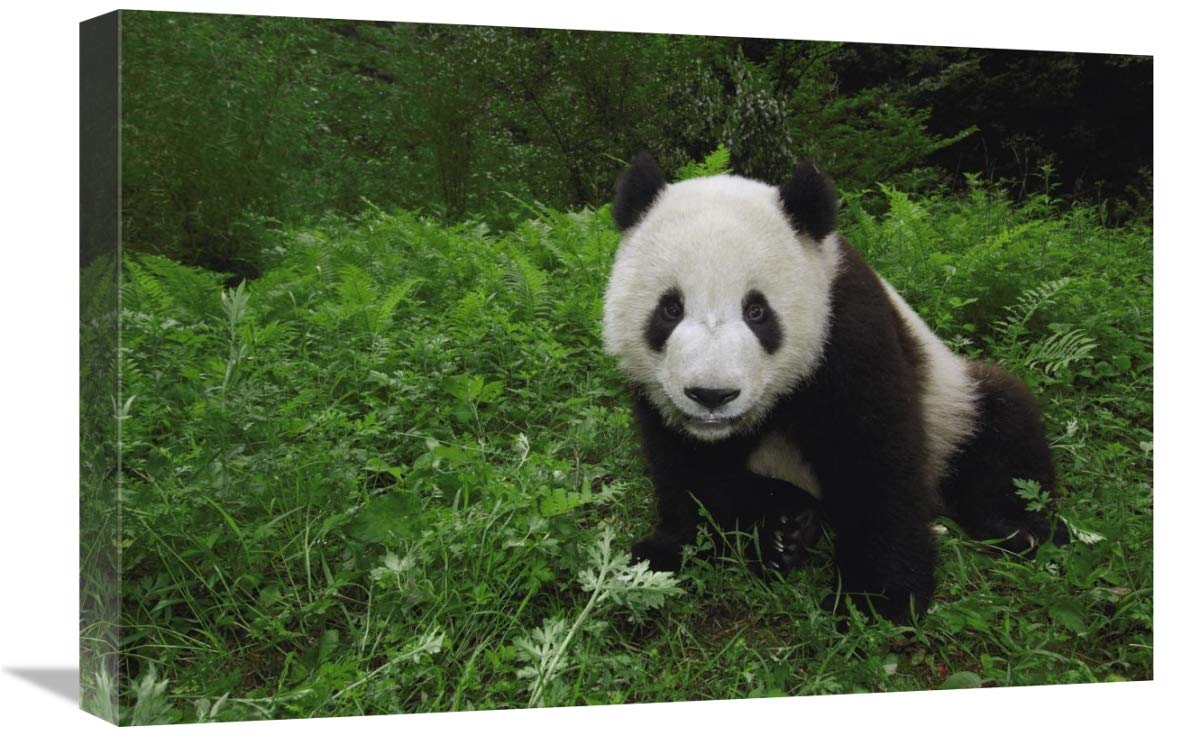 Giant Panda looking at camera, Wolong Reserve, Sichuan Province, China-Canvas Art-24x16”