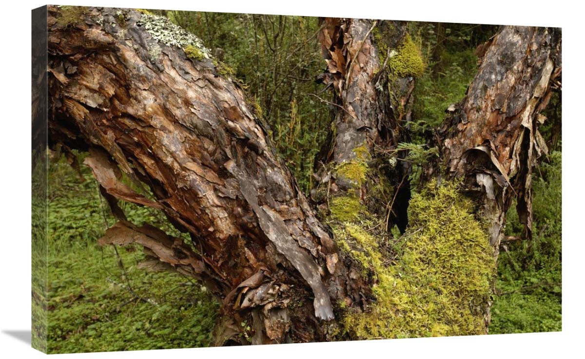 Polylepis forest, El Angel Reserve, Andes Mountains, Ecuador-Canvas Art-30x20”