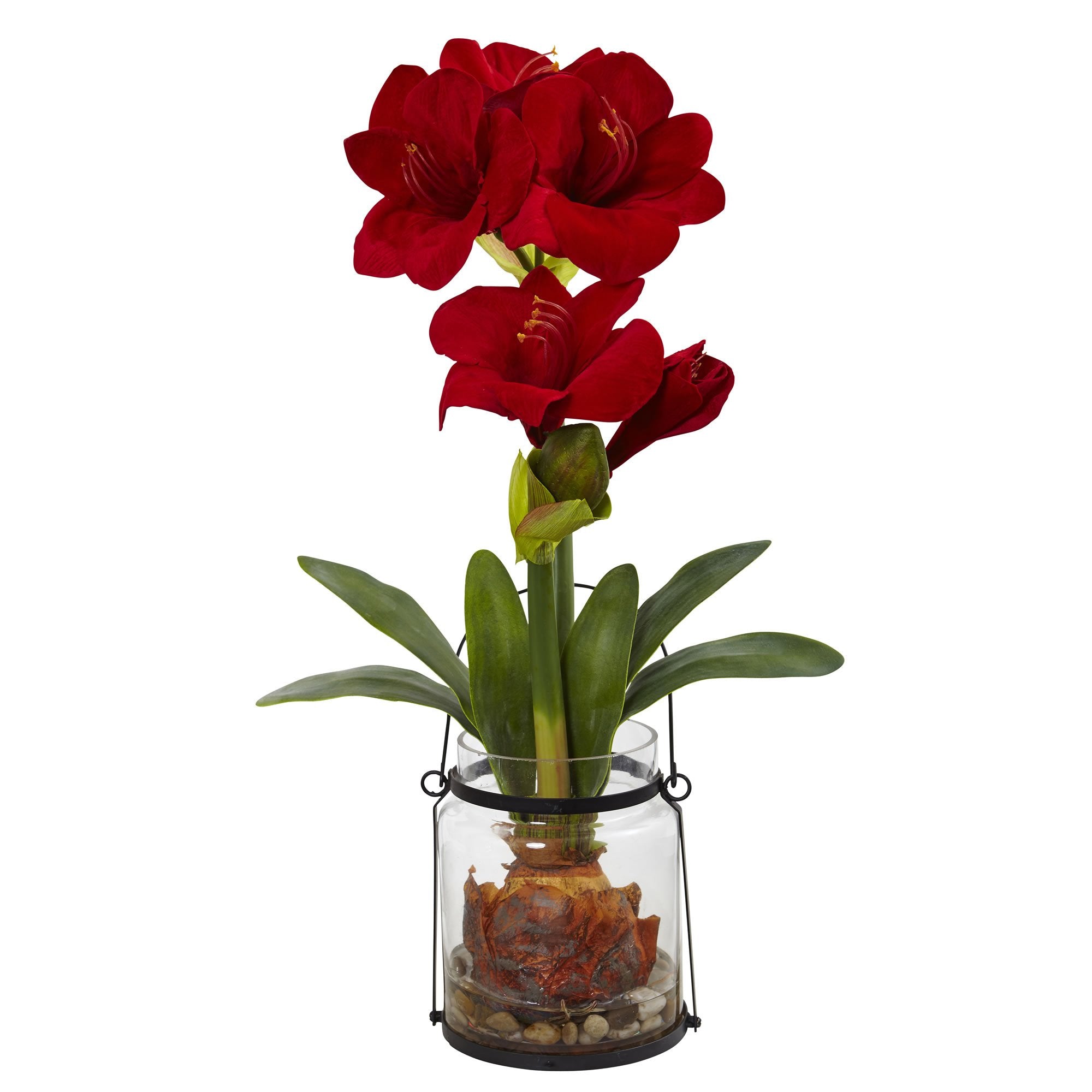 24″ Amaryllis w/Vase