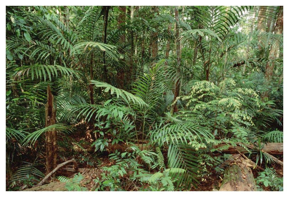 Mixed lowland dipterocarp tropical rainforest interior, Taman Negara National Park, Malaysia-Paper Art-50x34”
