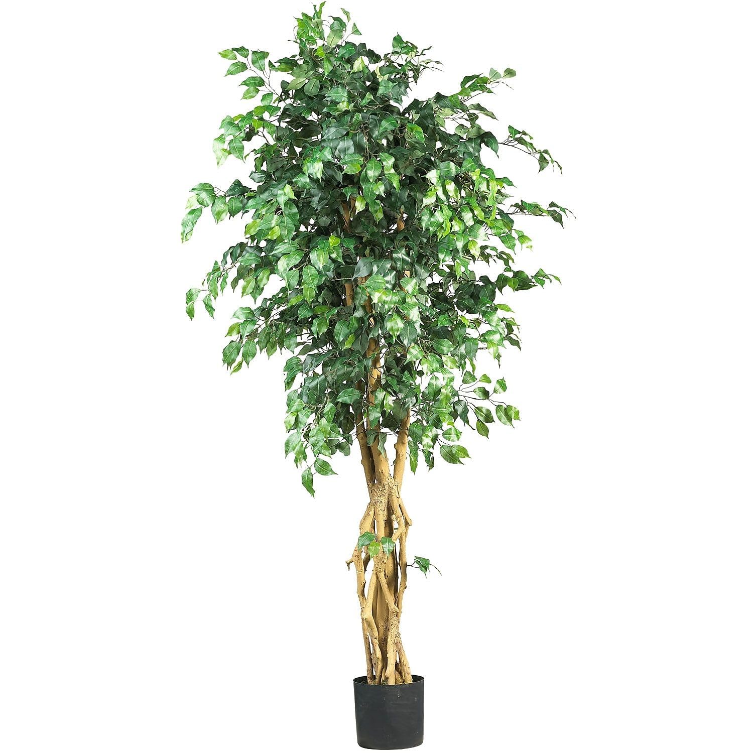 6  Palace Style Ficus Silk Tree
