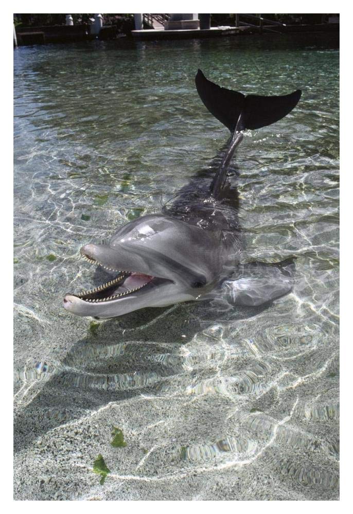 Dusky Dolphin pair surfacing, New Zealand-Paper Art-14x20”