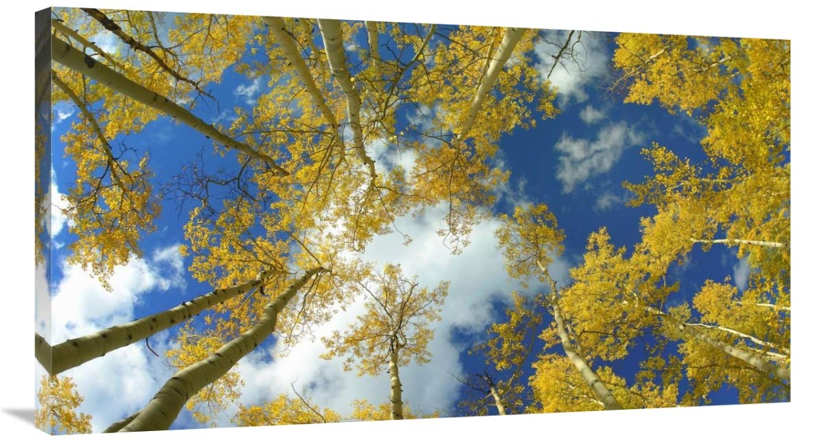 Looking up at blue sky through a canopy of fall colored Aspen trees, Colorado - Custom Crop-Canvas Art-40x22.4”