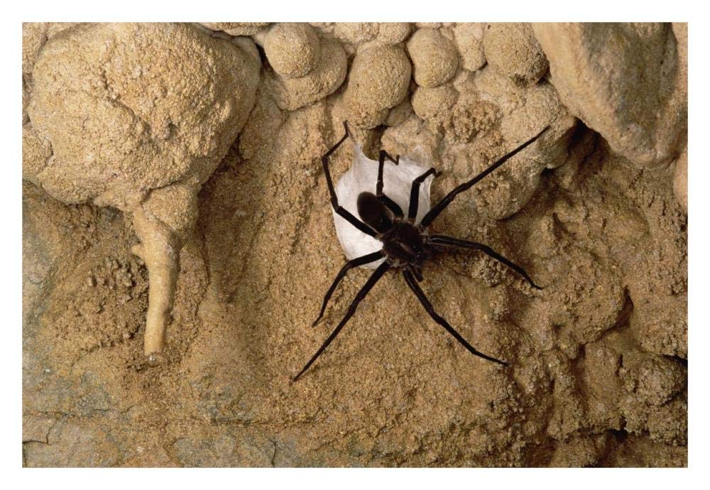 Cave Tarantula with egg sac, Mexico-Paper Art-32x22”