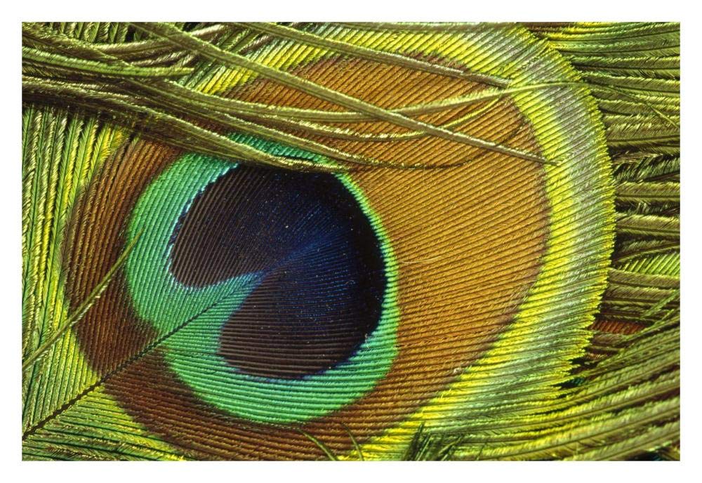 Indian Peafowl male display feathers, native to India and southeast Asia-Paper Art-32x22”