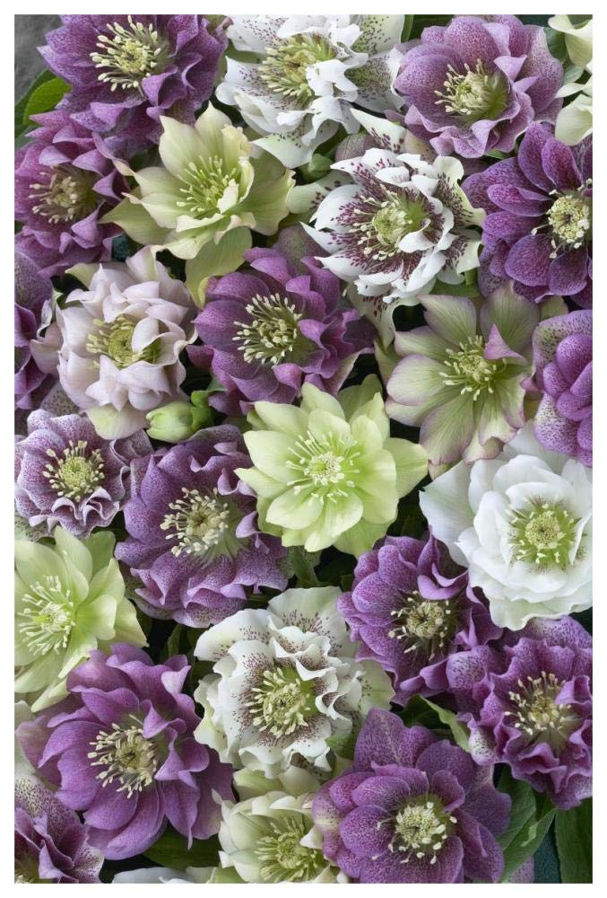 Hellebore flowers-Paper Art-42x62”