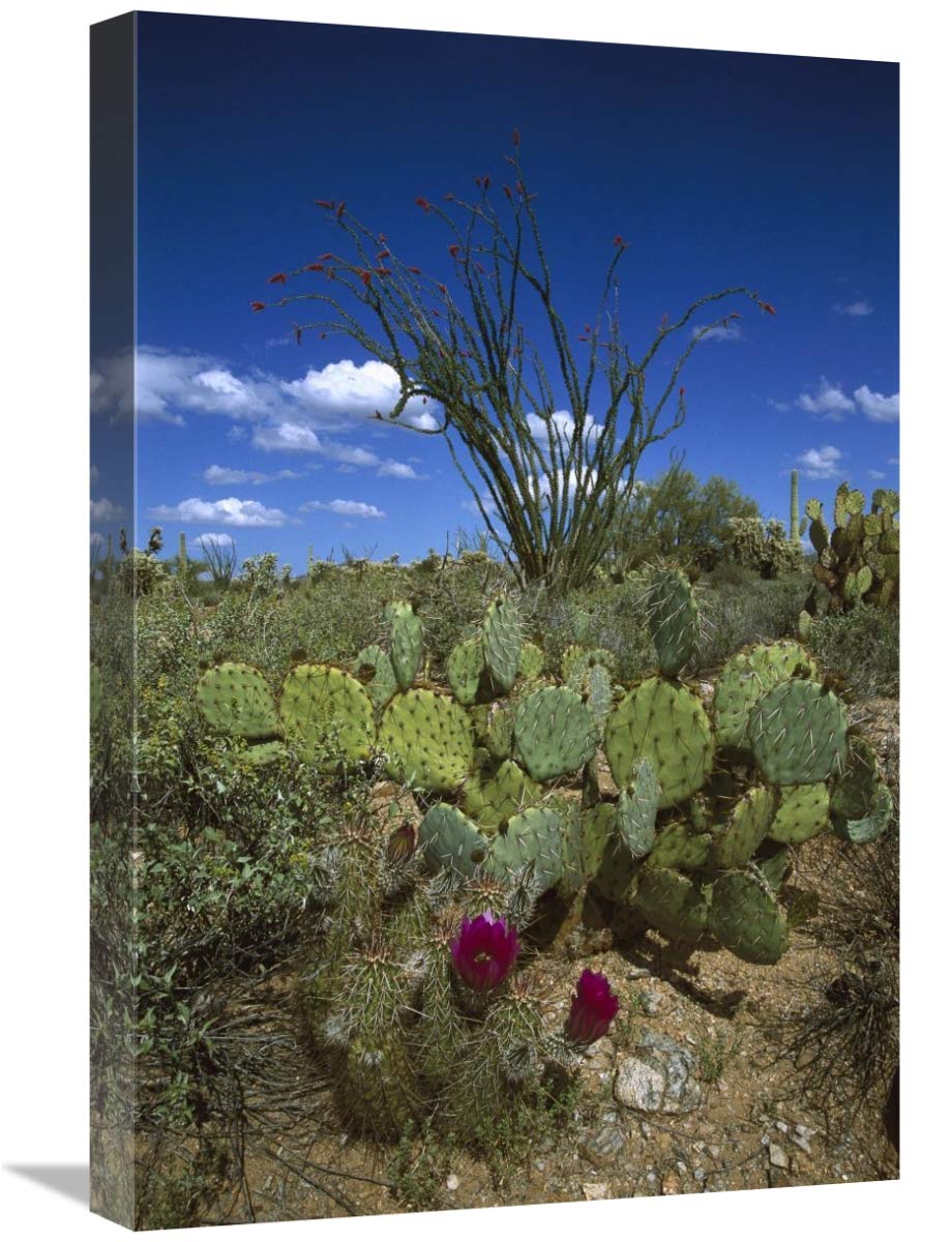 Hedgehog Cactus , Prickly Pear , and giant Saguaro-Canvas Art-16x24”