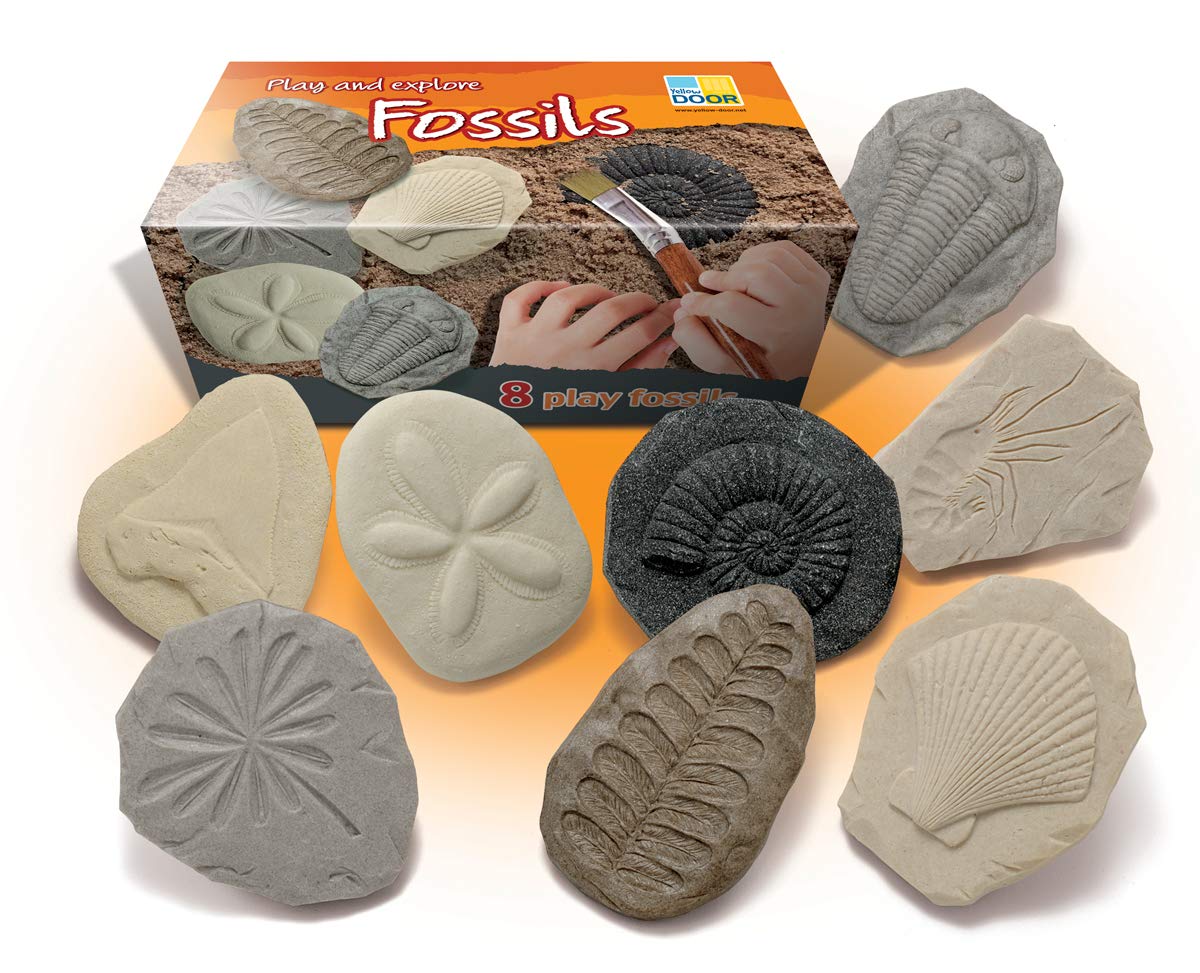 Lets Investigate Fossil Stone, Pack of 8
