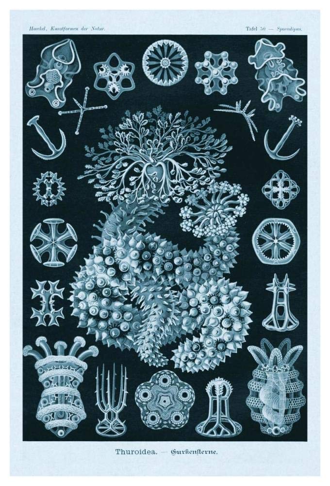 Haeckel Nature Illustrations: Sea Cucumbers - Blue-Green Tint-Paper Art-34x50”