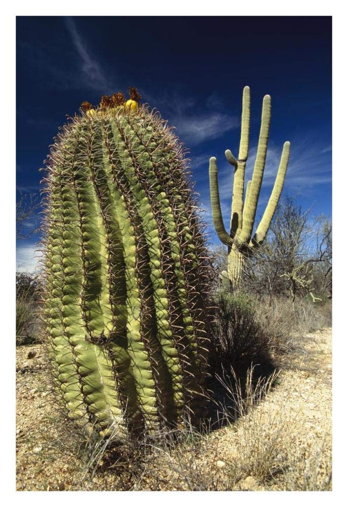 Saguaro with Fishhook Barrel Cactus in the foreground, Sonoran Desert, Arizona-Paper Art-22x32”