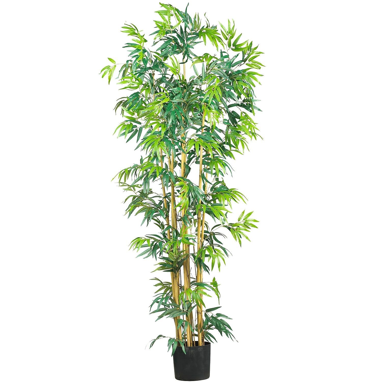 6 Multi Bambusa Bamboo Silk Tree