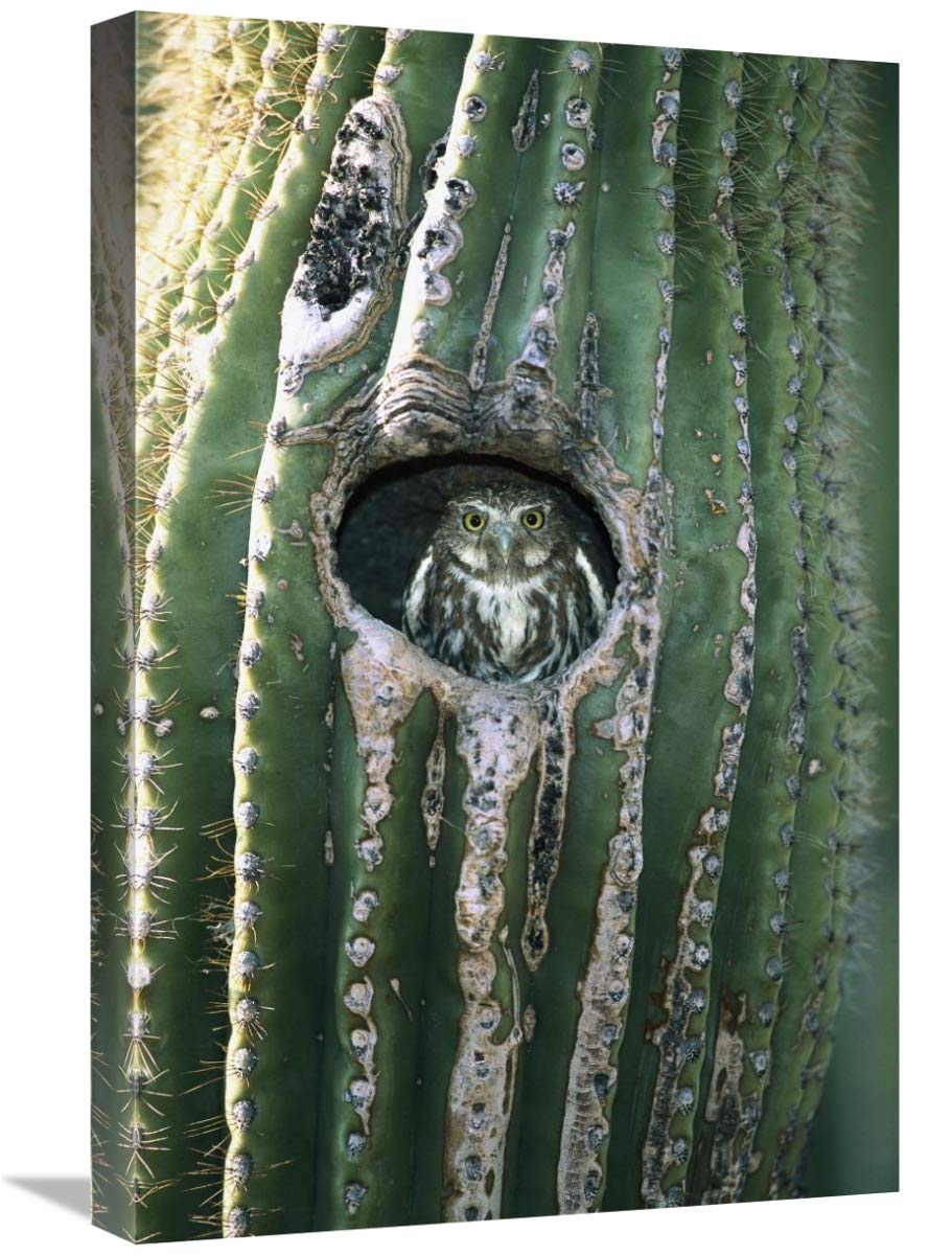 Ferruginous Pygmy Owl in Saguaro cactus, Altar Valley, Arizona-Canvas Art-16x24”