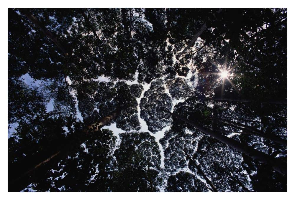 Crown shyness, Selangor, Peninsular Malaysia-Paper Art-20x14”