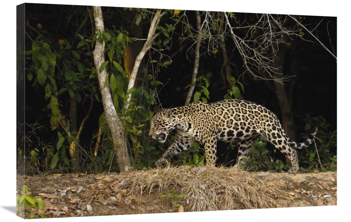 Jaguar female, Cuiaba River, Pantanal, Brazil-Canvas Art-36x24”