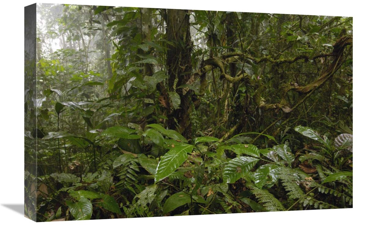 Primary rainforest, western slope of Andes Mountains, Ecuador-Canvas Art-24x16”