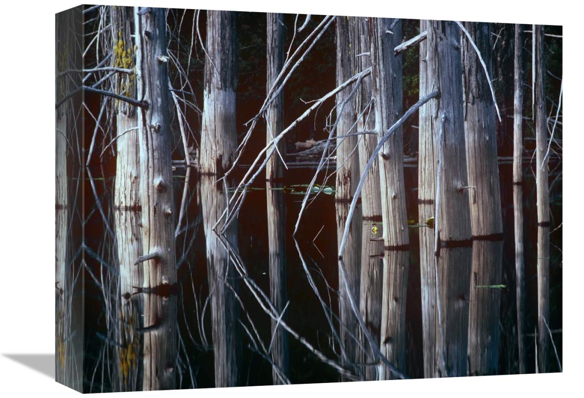 Western Red Cedar trees, Oliphant Lake, British Columbia, Canada-Canvas Art-16x12”