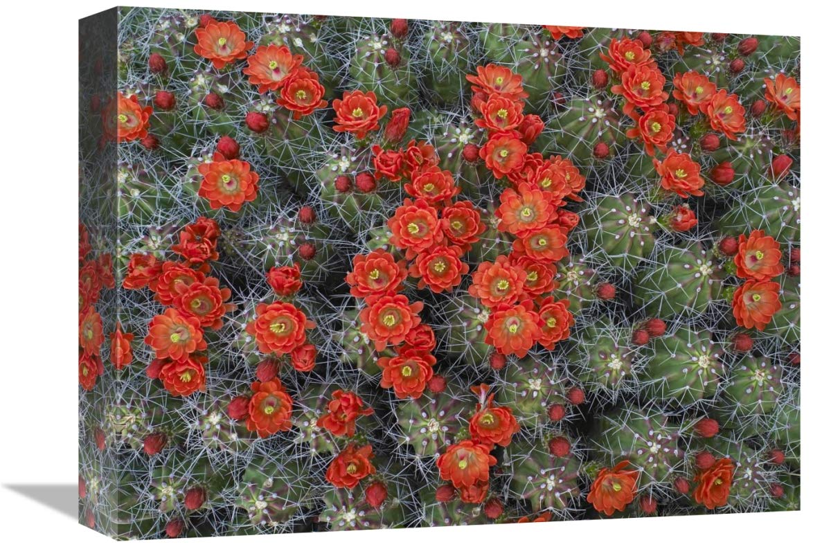 Claret Cup Cactus detail of flowers in bloom, North America-Canvas Art-16x12”