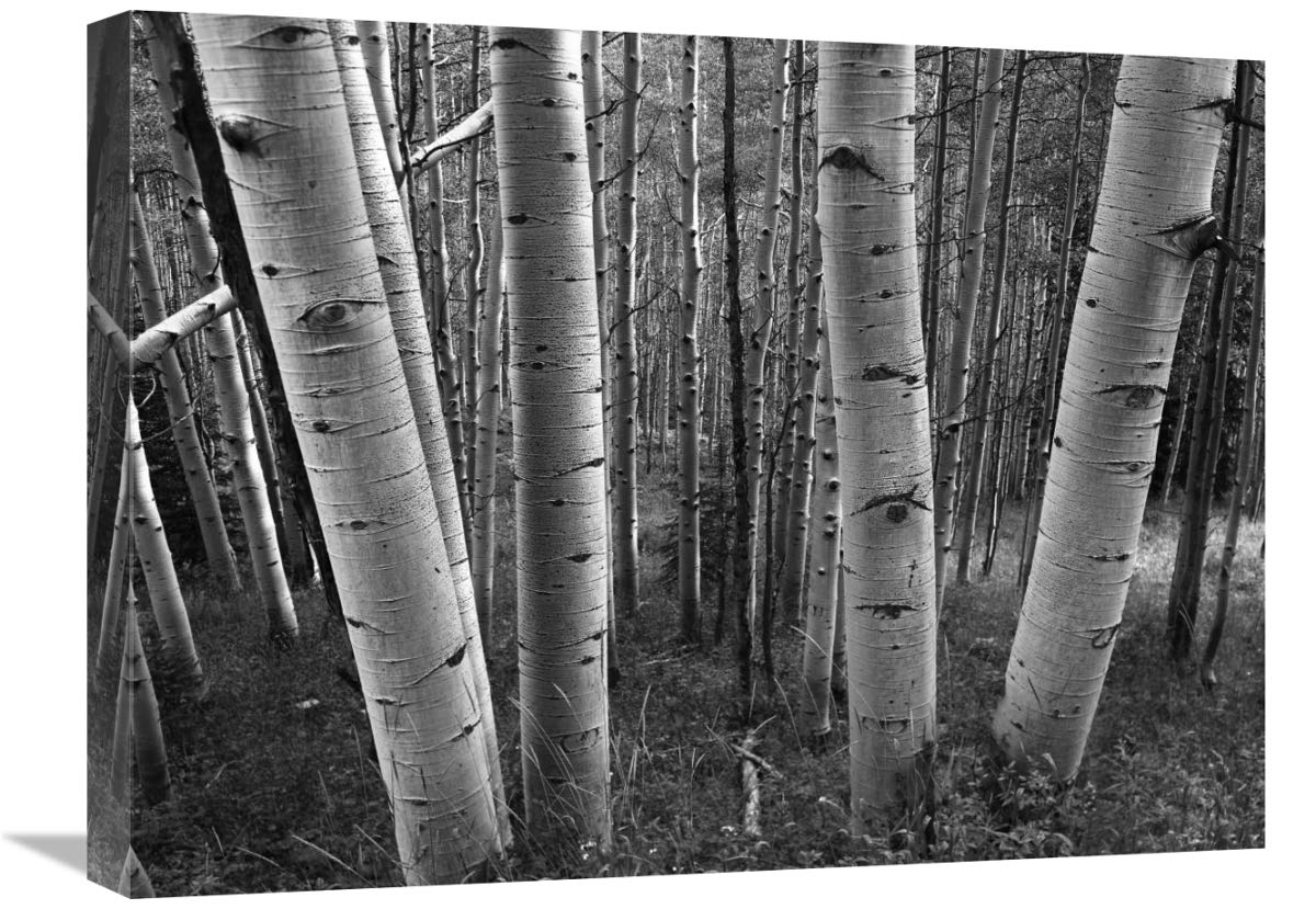 Aspen forest in spring, Gunnison National Forest, Colorado - BW-Canvas Art-24x18”
