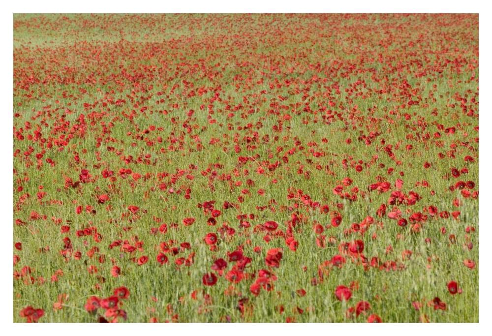 Red Poppy in a cereal field, Yonne, France-Paper Art-38x26”
