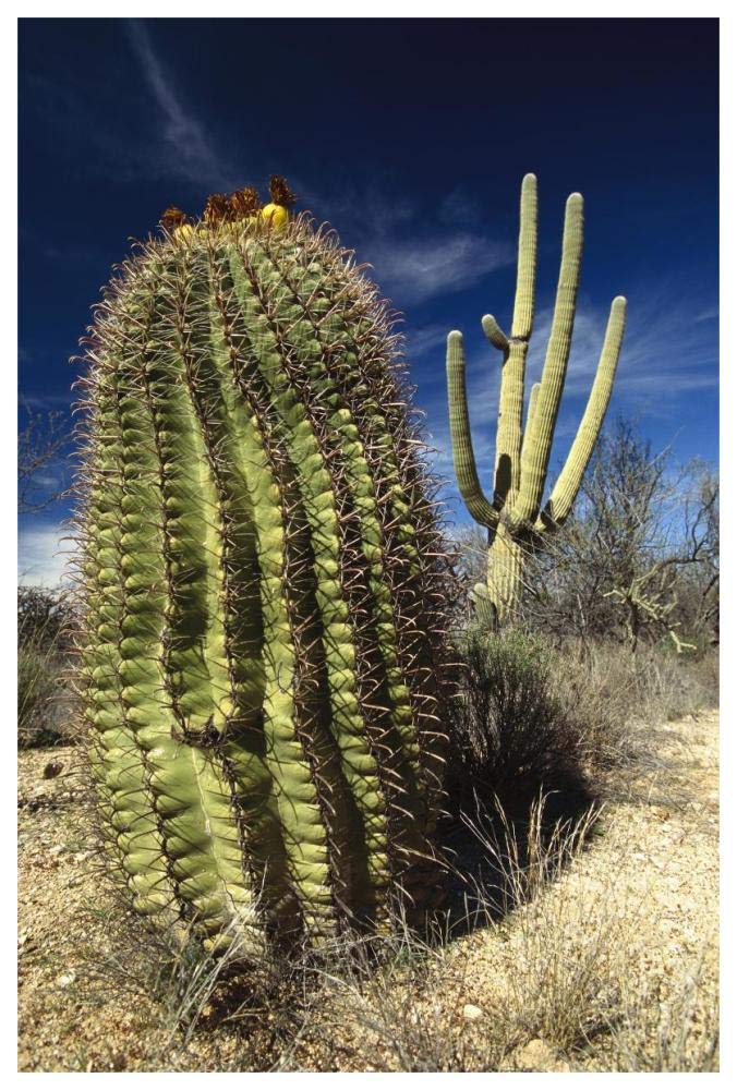 Saguaro with Fishhook Barrel Cactus in the foreground, Sonoran Desert, Arizona-Paper Art-42x62”