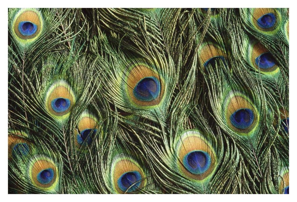 Indian Peafowl display feathers, native to India and southeast Asia-Paper Art-38x26”
