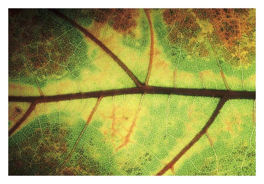 European Beech detail of leaf showing venation, Europe-Paper Art-32x22”