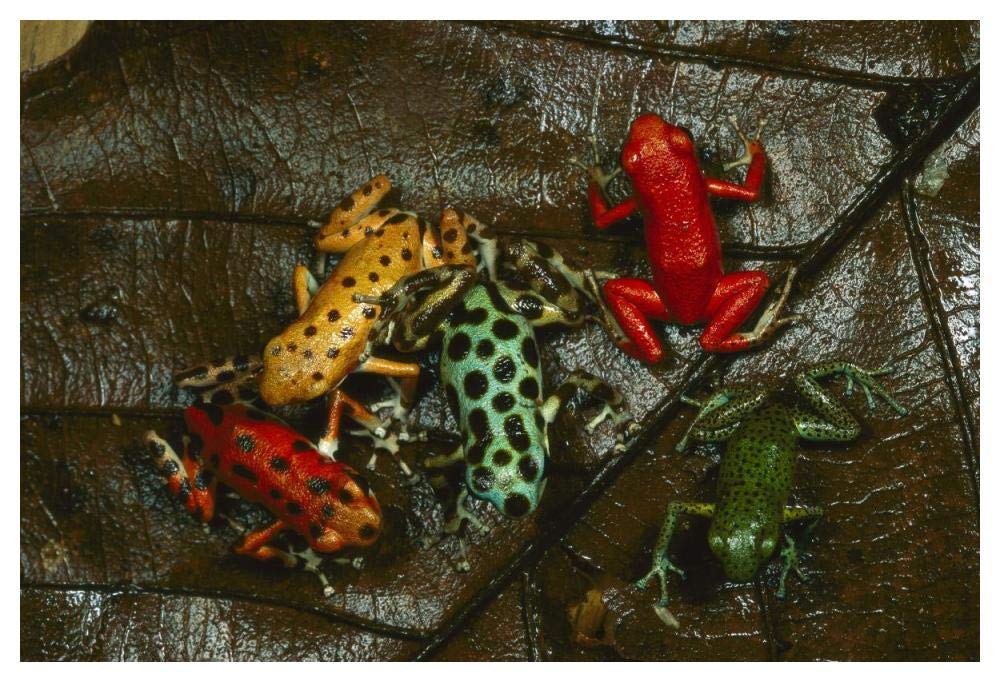 Strawberry Poison Dart Frog color variations, Bocas del Toro, Panama-Paper Art-50x34”