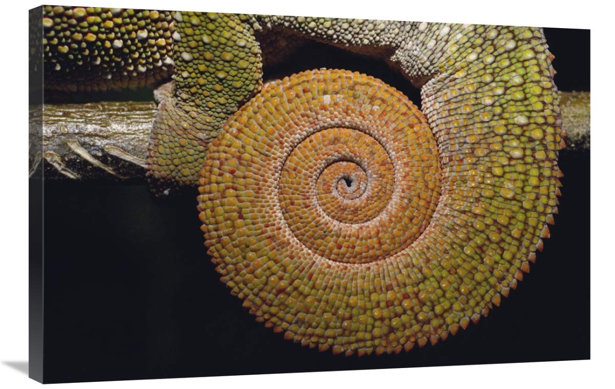 Panther Chameleon with tail curled in sleeping position, Madagascar-Canvas Art-36x24”