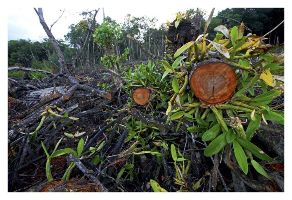 Red Mangrove old growth stands clear cut for tourist housing, Hopkins, Belize-Paper Art-20x14”