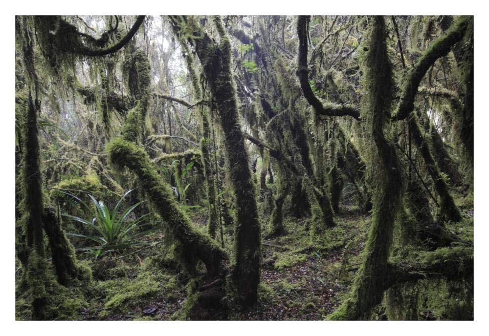 Paramo ecosystem 3000m above sea level with dwarfed trees and mosses, Chingaza National Park, Colombia-Paper Art-32x22”