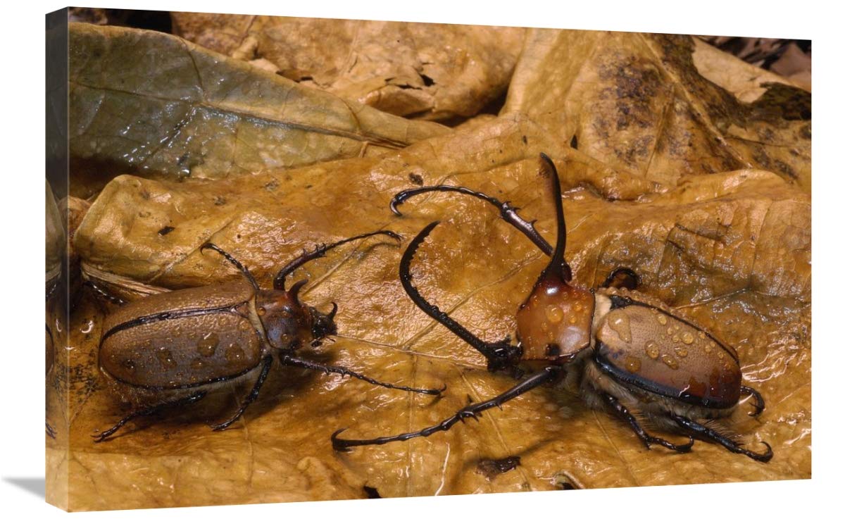Caliper Beetle male and female camouflaged leaves, Andes Mountains, Ecuador-Canvas Art-30x20”