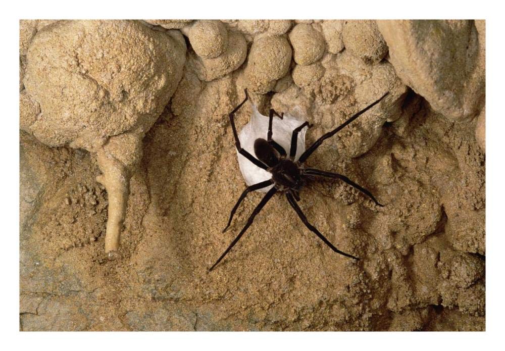 Cave Tarantula with egg sac, Mexico-Paper Art-26x18”