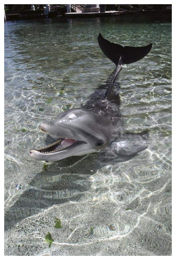Dusky Dolphin pair surfacing, New Zealand-Paper Art-42x62”