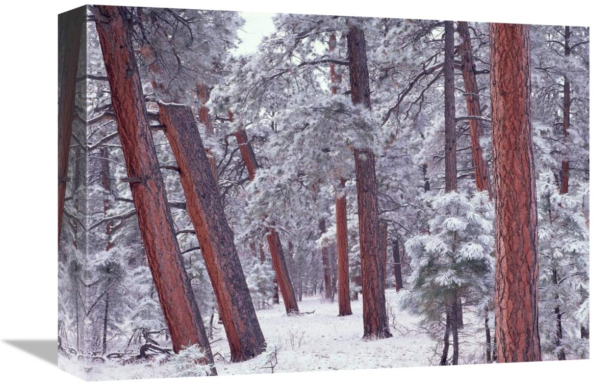 Ponderosa Pines with snow, Grand Canyon National Park, Arizona-Canvas Art-16x12”