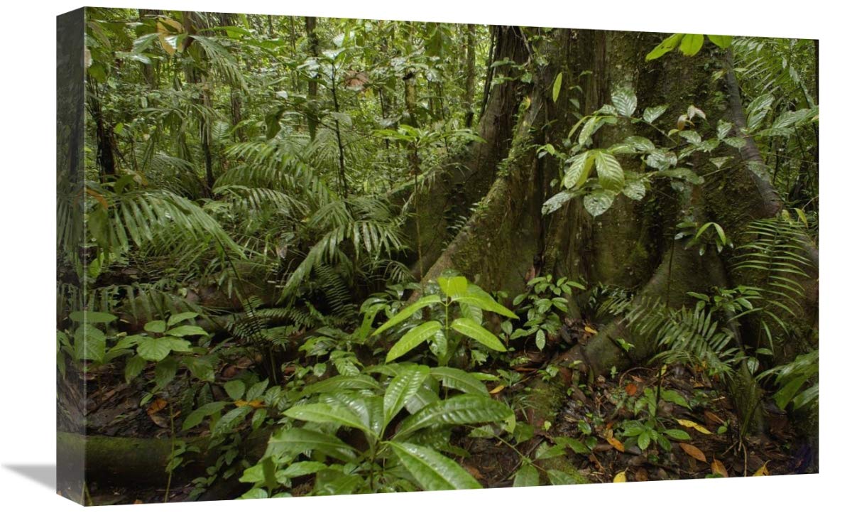 Buttress roots  rainforest vegetation, Yasuni National Park, Ecuador-Canvas Art-24x16”